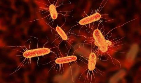 Escherichia coli Doğrulama Test Striplerinin Amacı ve Faydası
