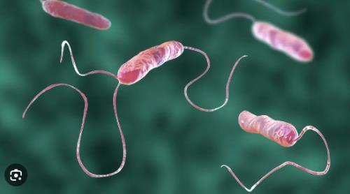  Suda Koliform / E. coli: Kapsamlı Bir İnceleme