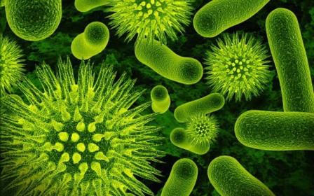 Oksidaz Testi Ne Zaman ve Hangi Mikroorganizmalara Yapılır?