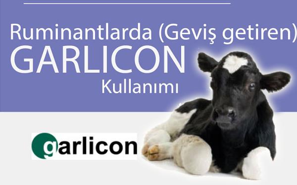 GARLICON - Ruminantlarda ( Geviş getiren )