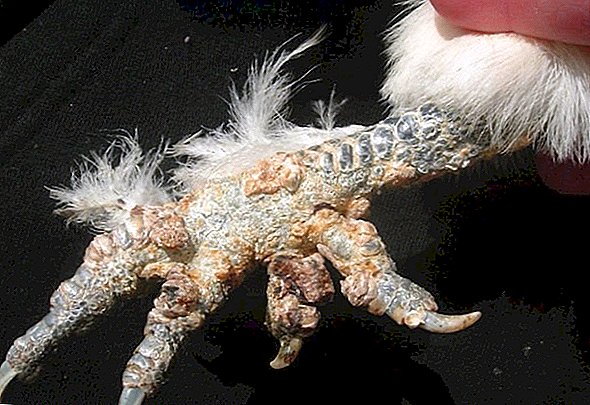 Diatek Tavuklarda Knemidocoptosis Tavuklarda Kalkerli Ayak Tavuklarda Uyuz